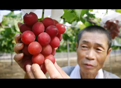 Une grappe de raisin adjugée à 10 000 euros