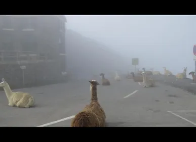 Les premiers fans du Tour de France sont... des lamas !