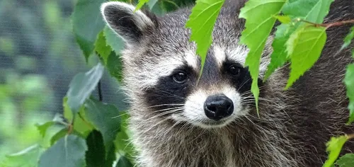 Le zoo de Fort-Mardyck va rouvrir au public le 6 juillet