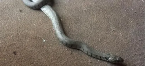 Abbeville : une famille découvre un serpent dans son salon