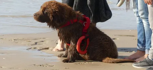 Une plage belge va inaugurer une zone de baignade surveillée… pour...