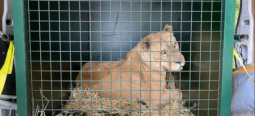 4 lionnes ont été extraites d'un cirque dans le Pas-de-Calais