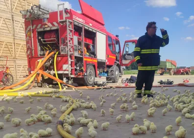 20.000 poussins ont péri dans un incendie ce lundi