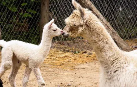 Naissance d'un bébé Alpaga dans le Pas-de-Calais