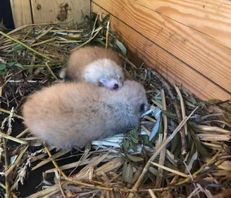 Pairi Daiza annonce la naissance de deux adorables pandas roux