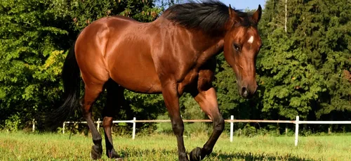 Course poursuite avec des chevaux près de Compiègne