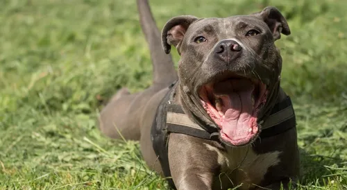 Roubaix : un chien retrouvé enfermé dans une voiture en pleine...