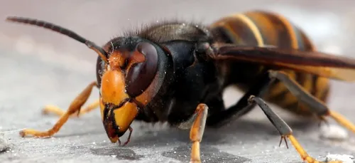 Un jeune homme de 26 ans décède après une piqûre de frelon