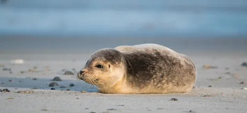 Le pêcheur suspecté d’avoir passé à tabac un bébé phoque à Malo,...