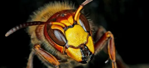 Appel à la recherche d'un nid de frelon asiatique dans l'Aisne