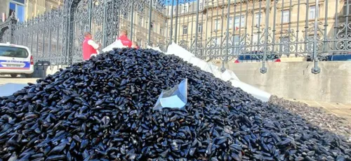 Lille : deux tonnes de moules déversées devant la préfecture