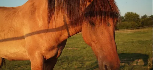 Chevaux mutilés : un suspect interpellé et placé en garde à vue