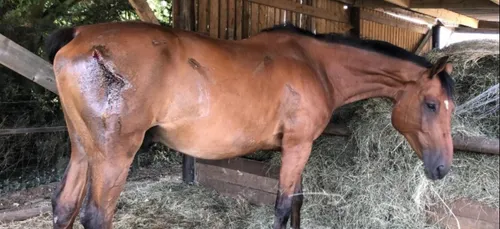 Affaire des chevaux mutilés : le suspect arrêté hier, remis en liberté