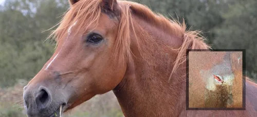 Chevaux mutilés : deux agressions dans l'Avesnois et l'Audomarois...