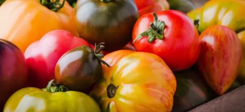 LA TOMATE, LE LEGUME-FRUIT LE PLUS CELEBRE DE FRANCE