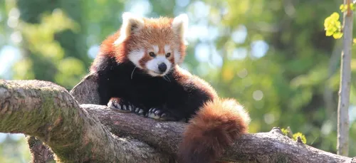 Amiens : l'entrée du zoo à 1 euro pendant tout le week-end