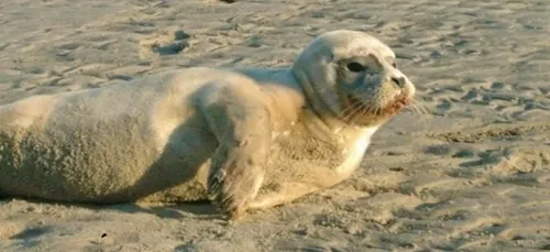 Le pêcheur dunkerquois accusé d'avoir frappé un bébé phoque...