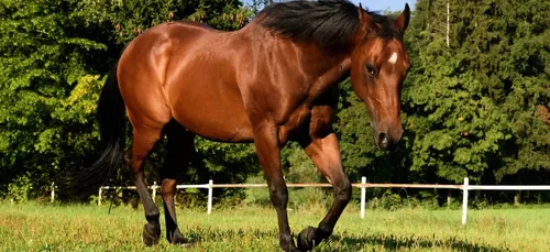 Des patrouilles de police organisées pour protéger les chevaux...