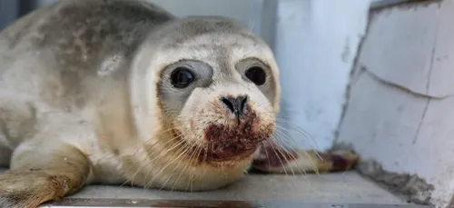 6 mois de prison avec sursis requis contre le pêcheur accusé...