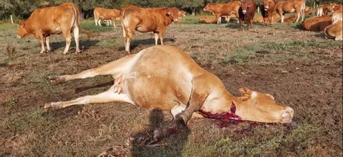 Une vache retrouvée morte égorgée ce matin dans l'Aisne