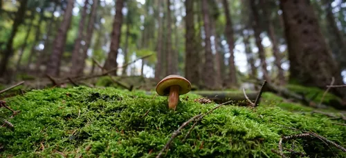 Cueillette des champignons : prudence face aux risques d'intoxication