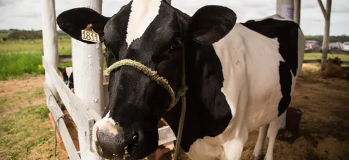 Deux vaches, un veau et un taureau mutilés ce week-end dans l'Oise