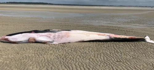 Un rorqual de huit mètres de long retrouvé mort au Crotoy