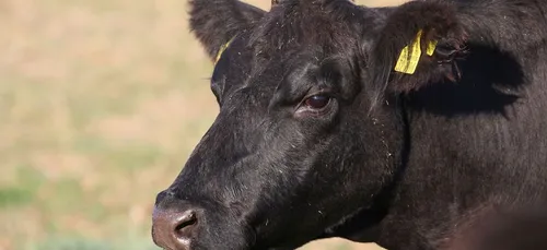 Une vache amputée et mutilée retrouvée dans l'Aisne