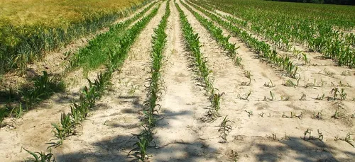 Sécheresse dans le Nord : des aides pour les agriculteurs