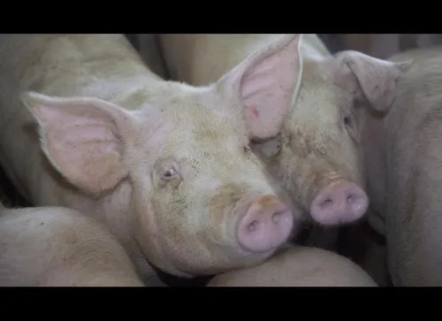 Amiens : un camion transportant des cochons se renverse