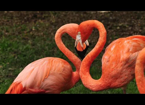 Picardie : des flamants roses sur le littoral !