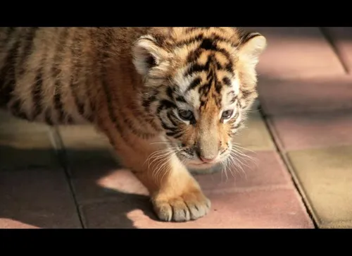 Carnet rose : 3 bébés tigres voient le jour au parc animalier de...