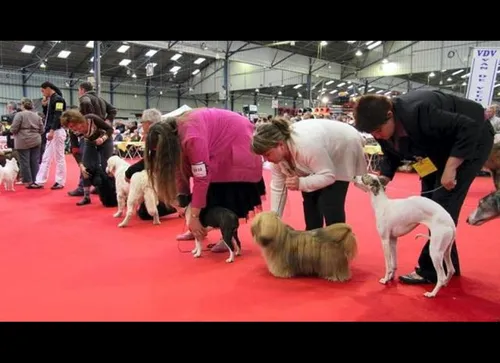 Margny-lès-Compiègne réunit les plus beaux chiens d'Europe